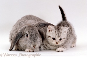 Silver spotted kitten with silver lop eared rabbit