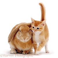 Ginger kitten and sandy lop rabbit