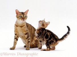 Mother cat and playful Bengal-cross kitten