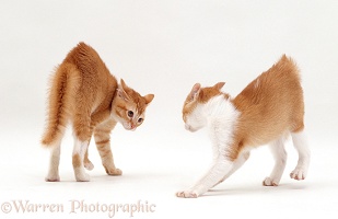 Kittens in arched back play-fight posture