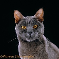 Korat male cat portrait