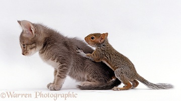 Grey kitten interacting with baby Grey Squirrel
