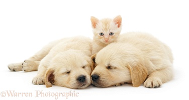 Two sleepy Golden Retriever pups with cream kitten