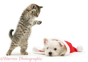 Kitten pouncing Westie pup in a Santa hat