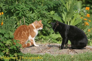 Two cats squaring up in the garden