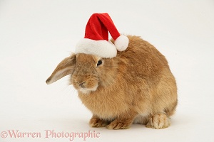 Lionhead-cross rabbit with Santa hat on