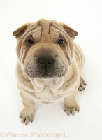 Shar-pei pup looking up