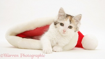 Maine Coon kitten in a Santa hat