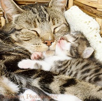 Tabby mother cat asleep with her 2-week-old kitten