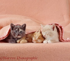 Sleepy kittens under a blanket