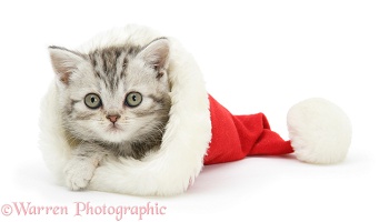 Silver Tabby kitten in a Santa hat
