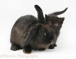 Black kitten and black rabbit