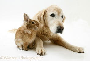 Elderly Golden Retriever with a Lionhead rabbit