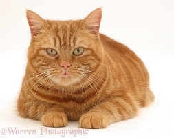Ginger cat crouching