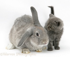 Grey kitten with grey windmill-eared rabbit