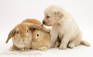 Mother and baby rabbits with Golden Retriever pup