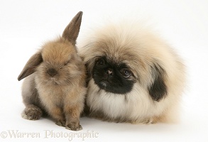 Pekingese pup and baby Lop rabbit