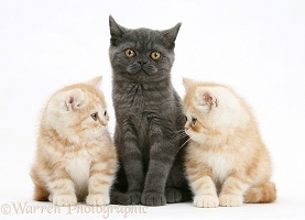 Grey kitten with two ginger kittens