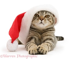 Tabby cat wearing a Santa hat