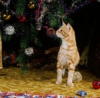 Young ginger cat sniffing Christmas tree decorations