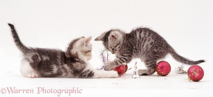 Silver tabby kittens playing with baubles