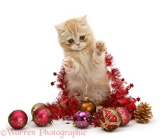 Ginger kitten with red tinsel and Christmas baubles