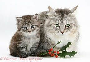 Maine Coon cat and kitten with holly berries