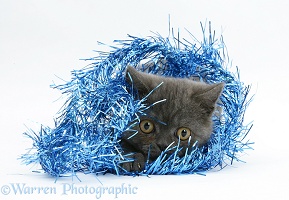 Grey kitten hiding in blue Christmas tinsel