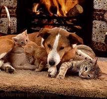 Border Collie with cat and kittens