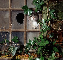 Cat in broken window