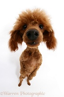 Red Toy Poodle standing on hind legs