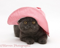 Grey kitten wearing a pink floppy hat
