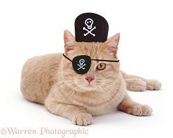 Ginger cat with pirate hat on