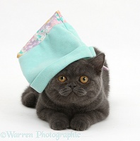 Grey kitten wearing a blue soft hat