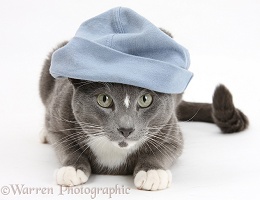Blue-and-white Burmese-cross cat wearing a hat