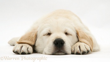 Sleepy yellow Goldador Retriever pup
