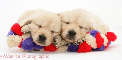 Sleepy Golden Retriever puppies