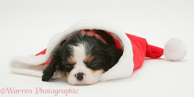 King Charles puppy sleeping in a Santa hat