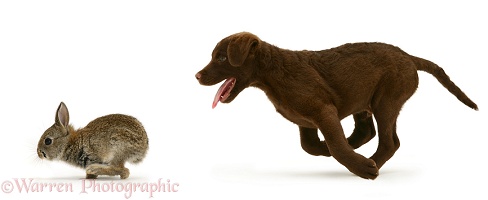 Chesapeake Bay Retriever pup chasing a rabbit