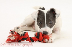 Jack Russell Terrier pup chewing a ragger toy