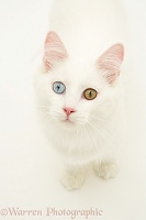 Odd-eyed white cat looking up