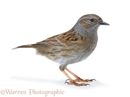 Hedge Sparrow or Dunnock