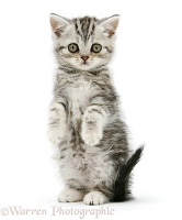Silver tabby kitten sitting with paws up