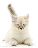 Sepia tabby-point Birman-cross kitten