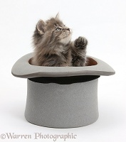 Maine Coon kitten, 7 weeks old, in a top hat