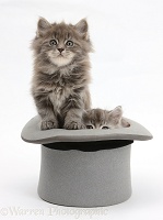 Maine Coon kittens, 7 weeks old, in a top hat