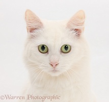 White Maine Coon-cross cat