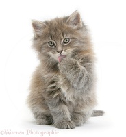 Maine Coon kitten, 7 weeks old, washing a paw