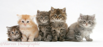 Five Maine Coon kittens, 7 weeks old