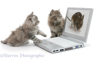 Maine Coon kittens playing with a laptop computer